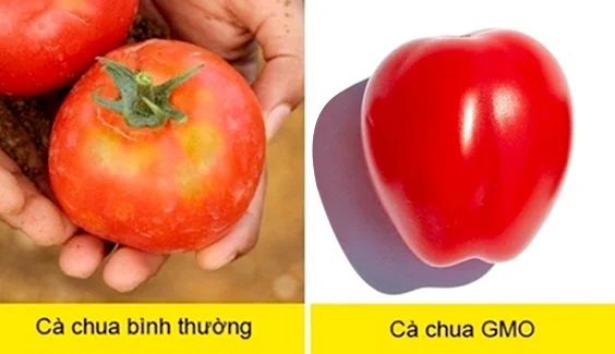 Mách bạn nhận biết thực phẩm biến đổi gen cực đơn giản 4 cach phan biet thuc pham bien doi gen
